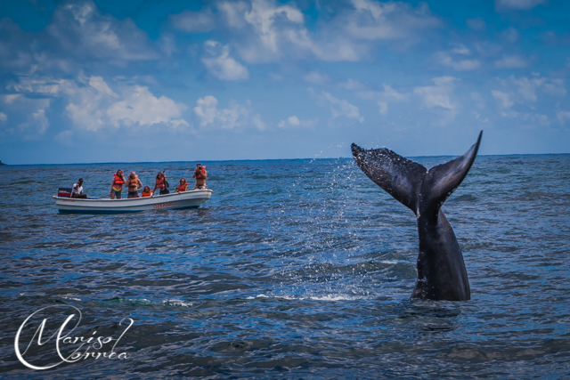 Humpback whale, Samaná