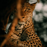 Leopard, Samburu, Kenya