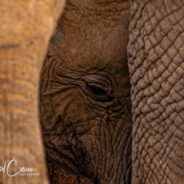 Elephants, Samburu, Kenya