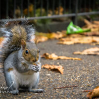 Squirrel in Kensington gardens, London