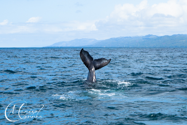 Humpback whale, Samaná