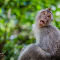 Sacred Monkey Forest Sanctuary, Bali pt 2