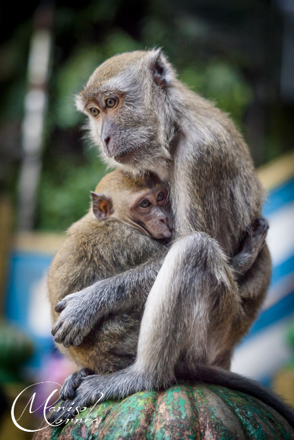 Monkeys at Batu caves