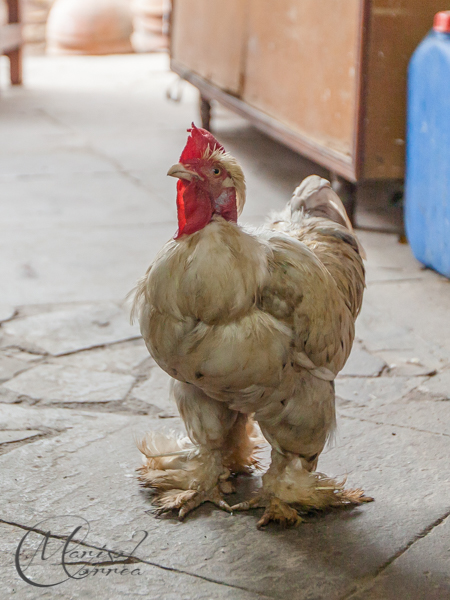 Hen at a Santería Temple