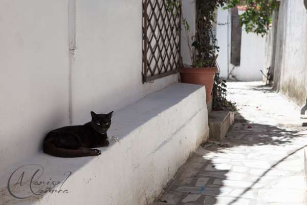 Cat in an alley, Skiathos
