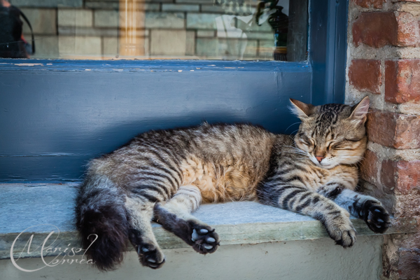 Cat in an alley, Skiathos