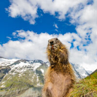 Marmots and Grossglockner, Austria