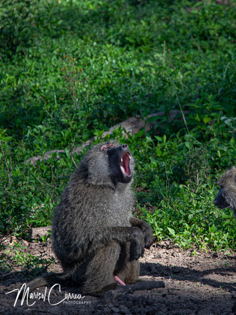 Excited baboon