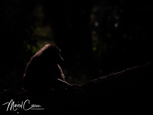 Silhouette of a baboon