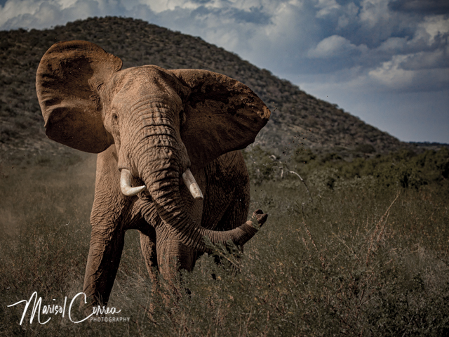 Elephants in Samburu