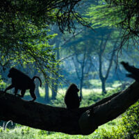 Monkeys, Solio, Kenya