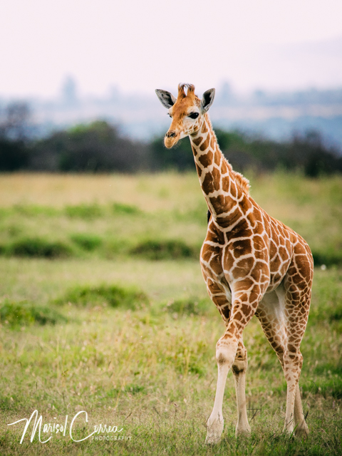 Another cute baby giraffe