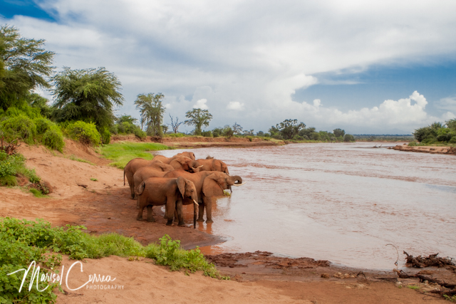 Elephants in Samburu